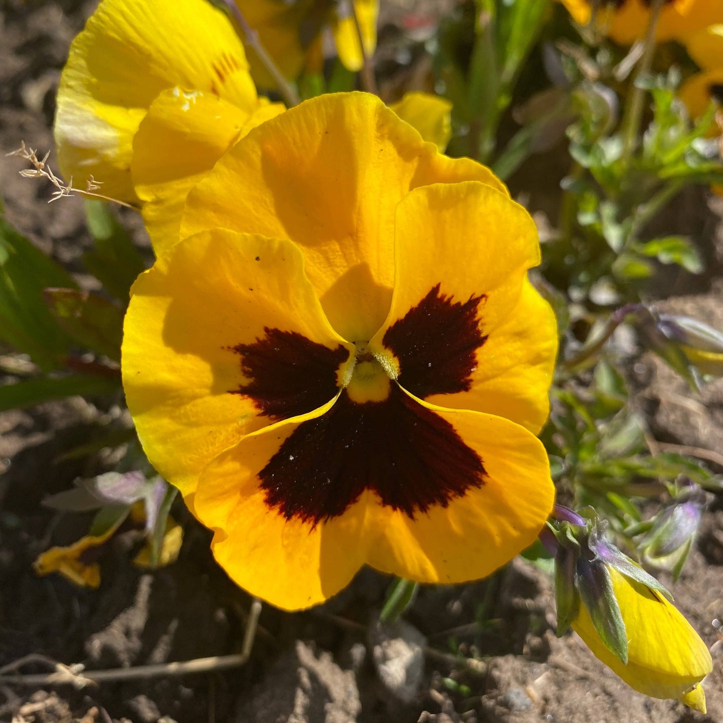 Pansy Yellow Flower Drop Hook Earrings