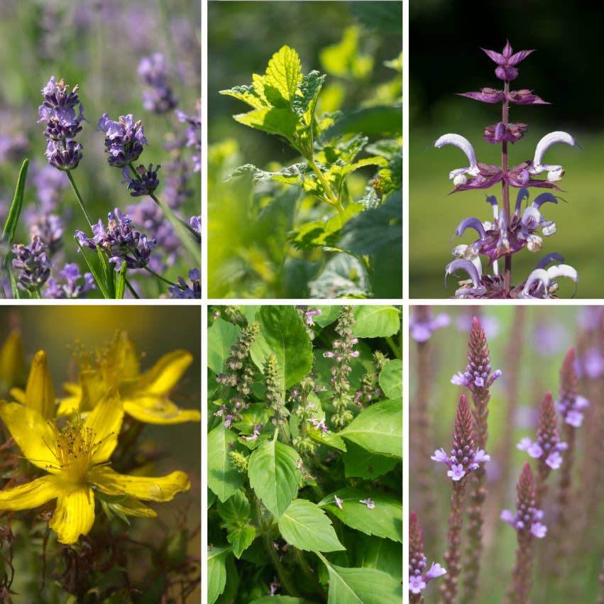 Garden of Happiness - Organic Herb Seeds