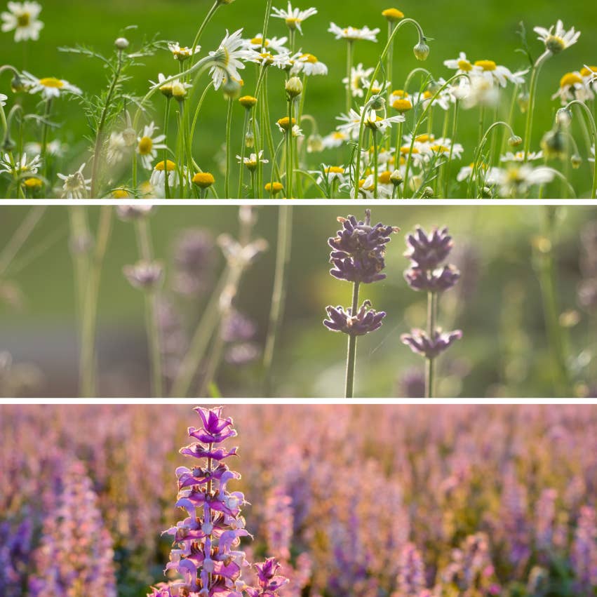 The Scented Garden - Organic Herb Seeds