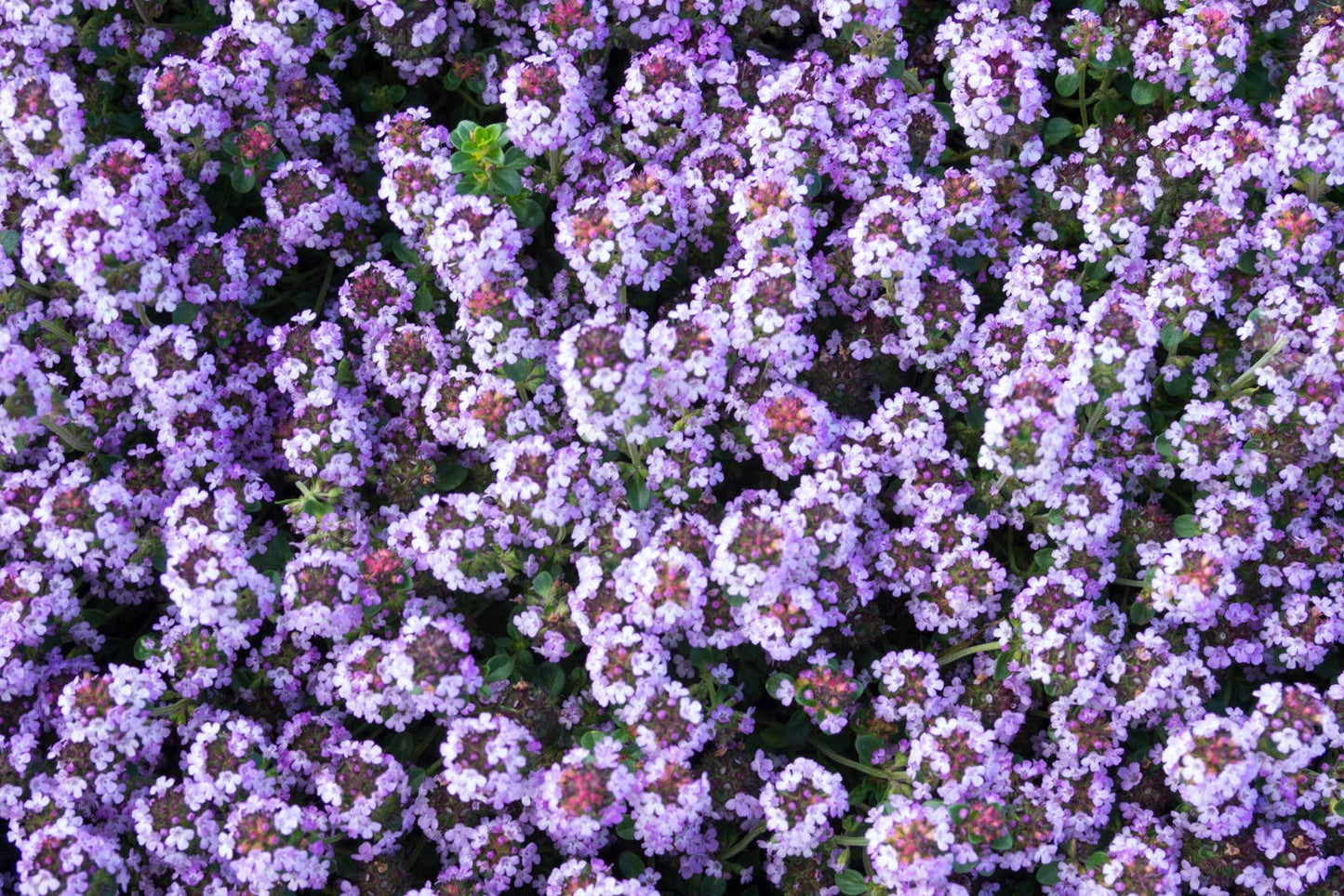 Thyme: Seed Pack - Organic