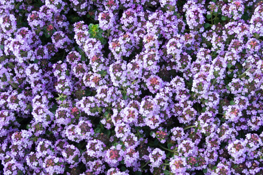 Thyme: Seed Pack - Organic