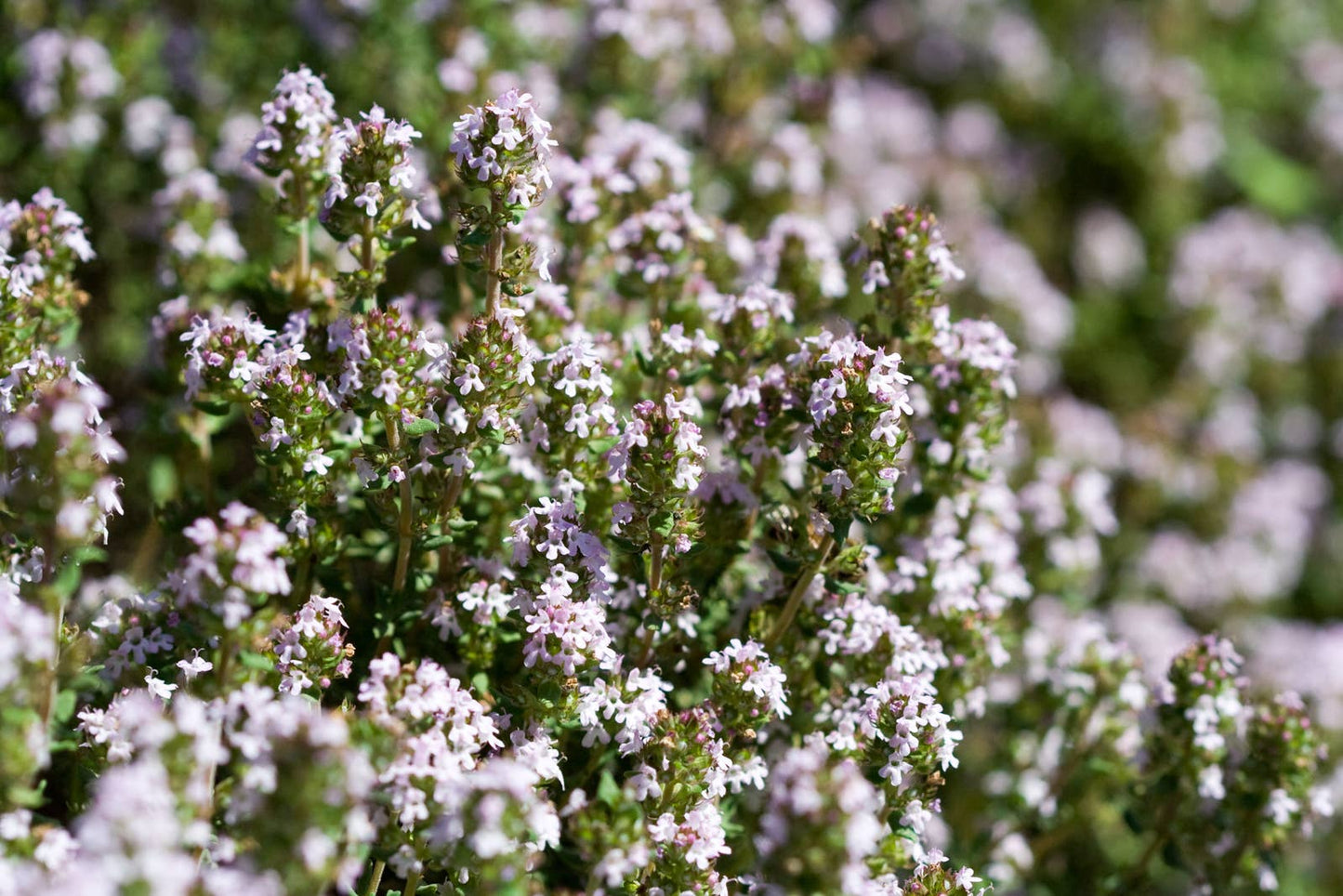 Thyme: Seed Pack - Organic