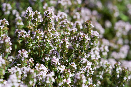 Thyme: Seed Pack - Organic