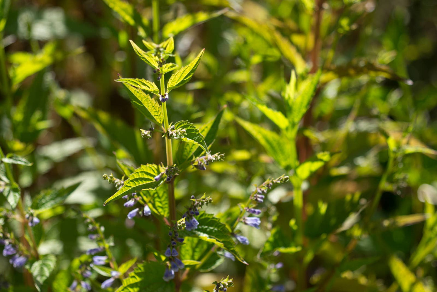 Skullcap: Seed Pack - Organic