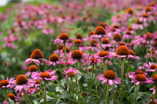 Echinacea Purpurea: Seed Pack - Organic