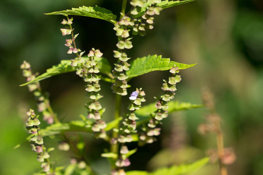 Skullcap: Seed Pack - Organic
